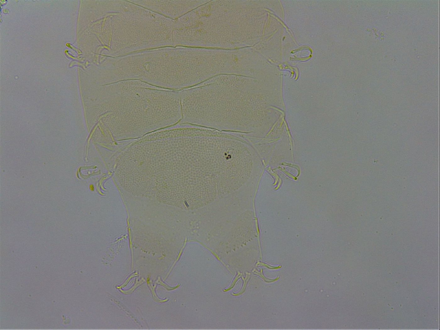 Echiniscus wendti image