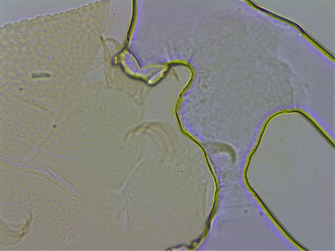 Echiniscus wendti image