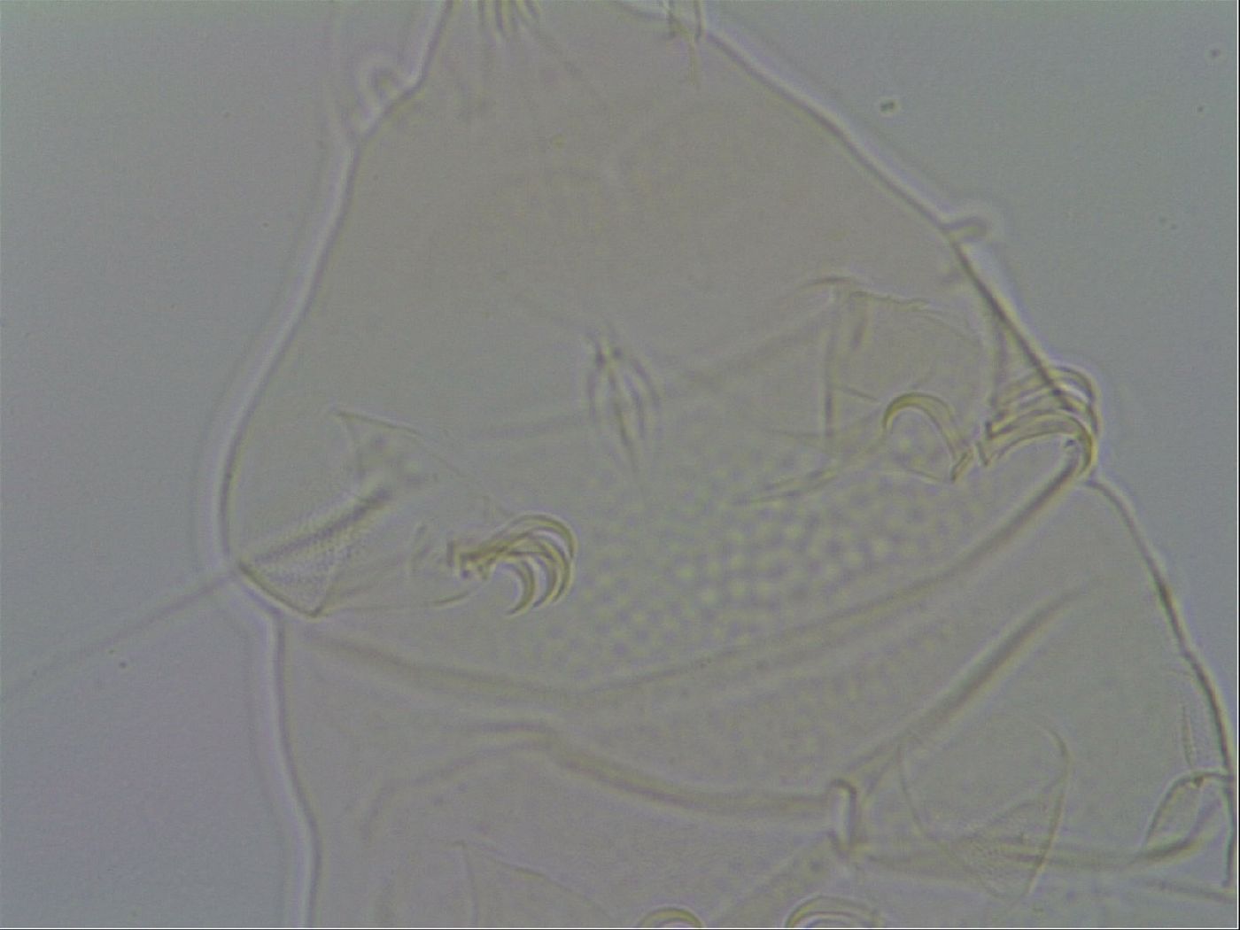 Echiniscus wendti image