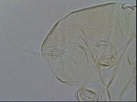 Testechiniscus laterculus image