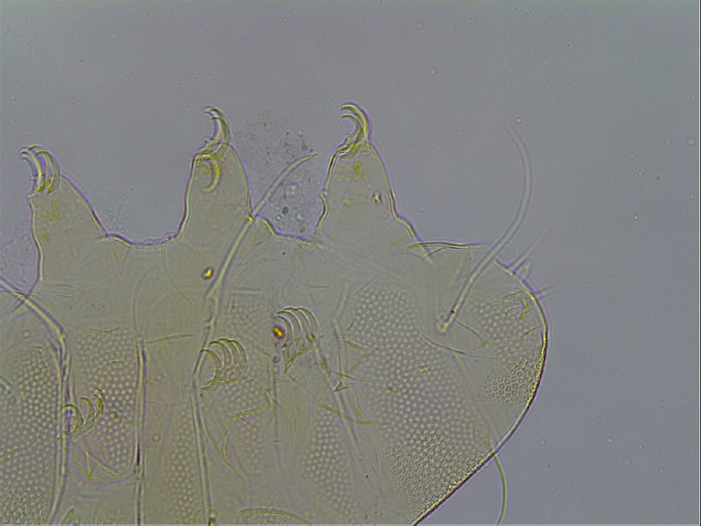 Testechiniscus image
