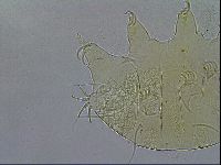 Testechiniscus laterculus image