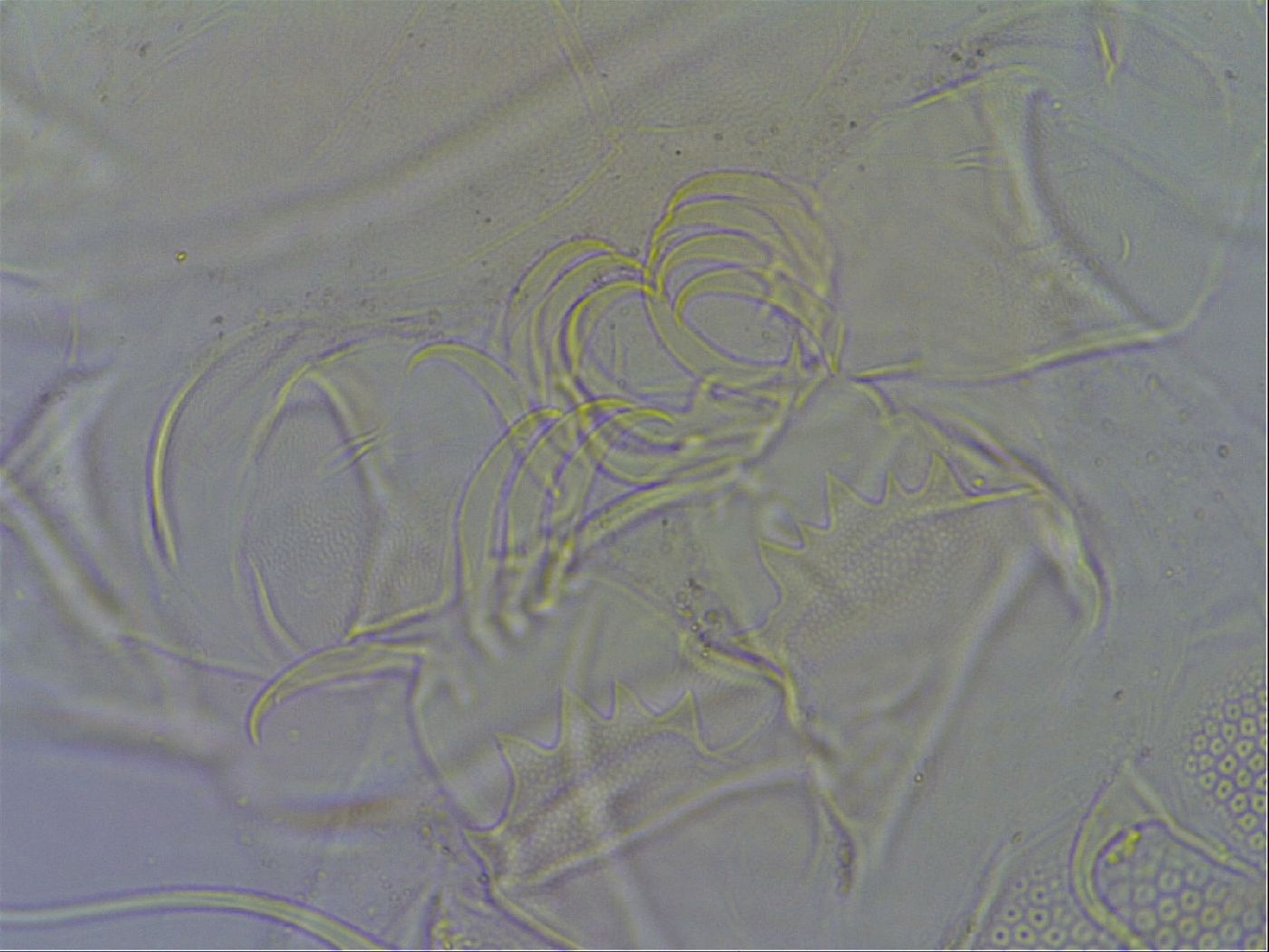 Testechiniscus laterculus image