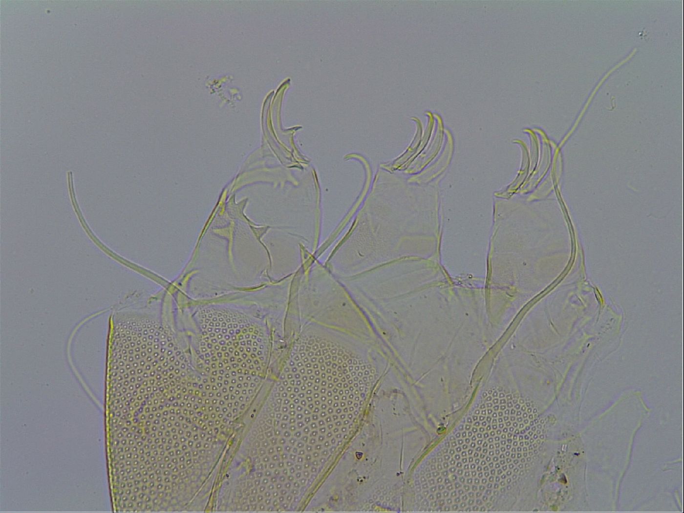 Testechiniscus image