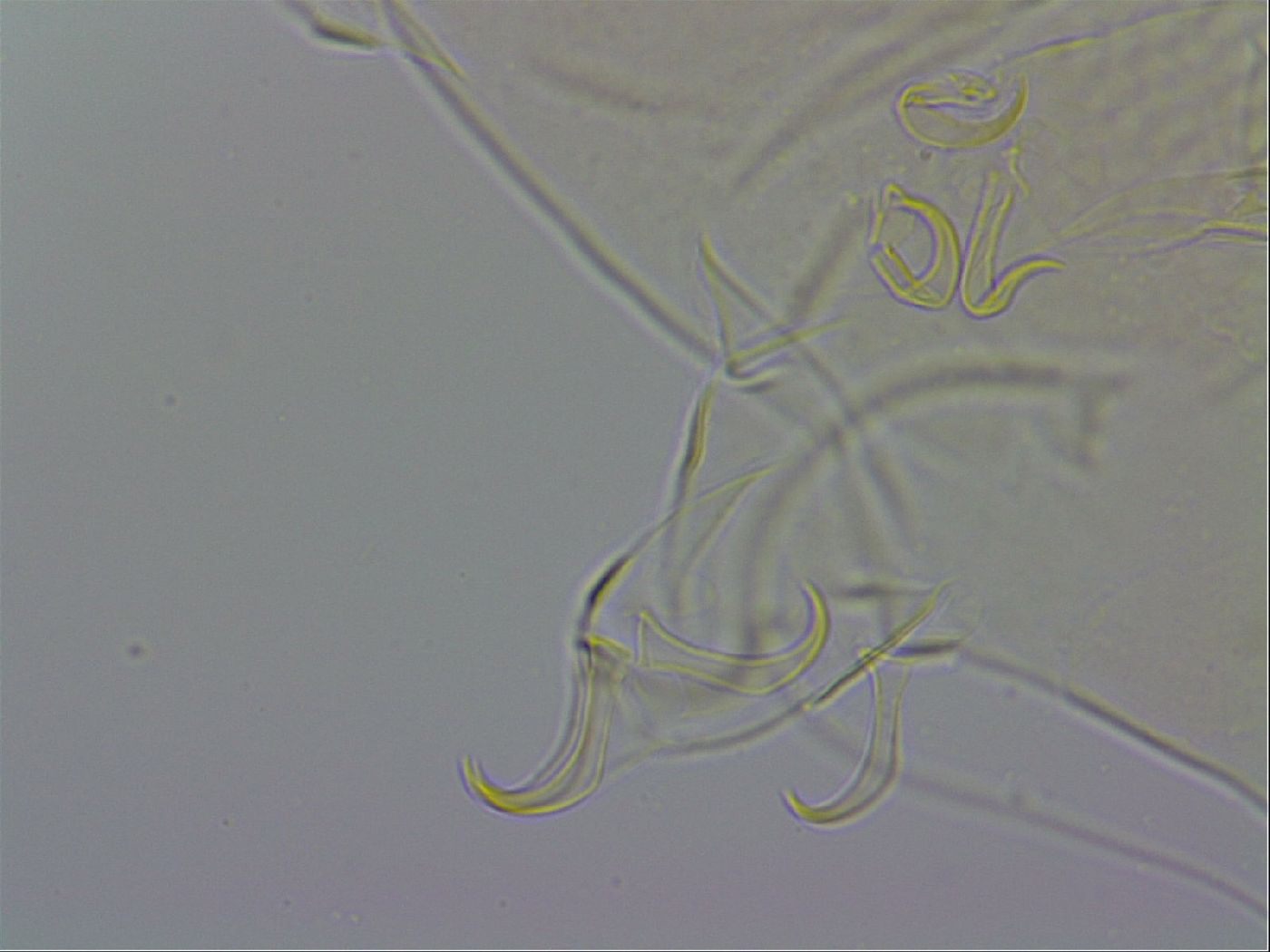 Echiniscus wendti image