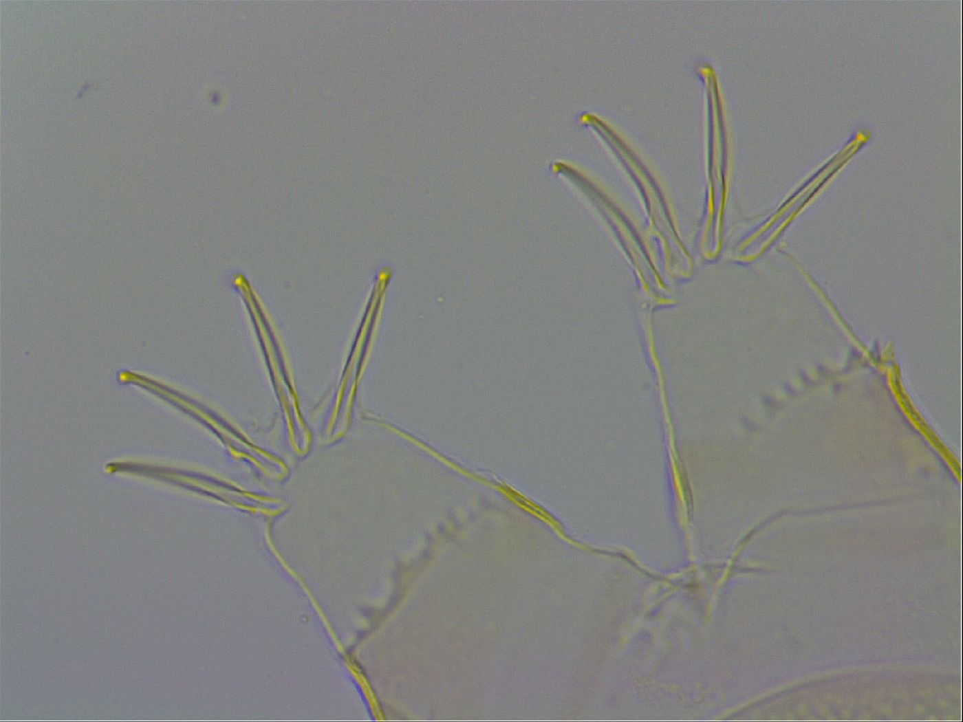 Echiniscus wendti image