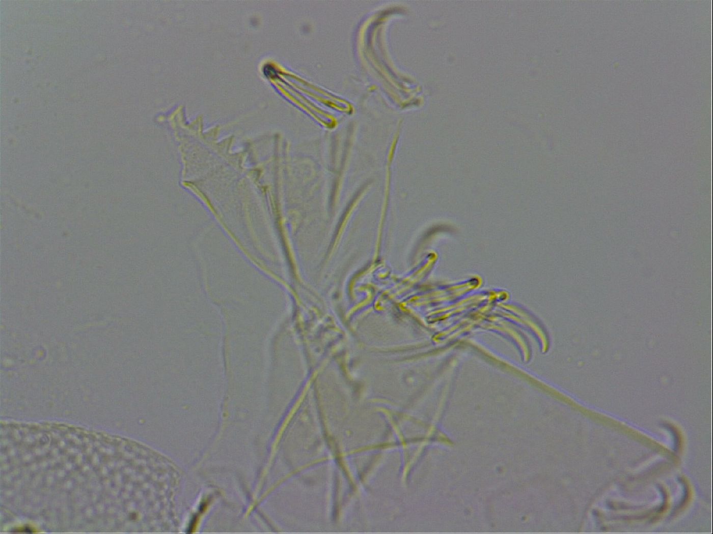 Echiniscus wendti image