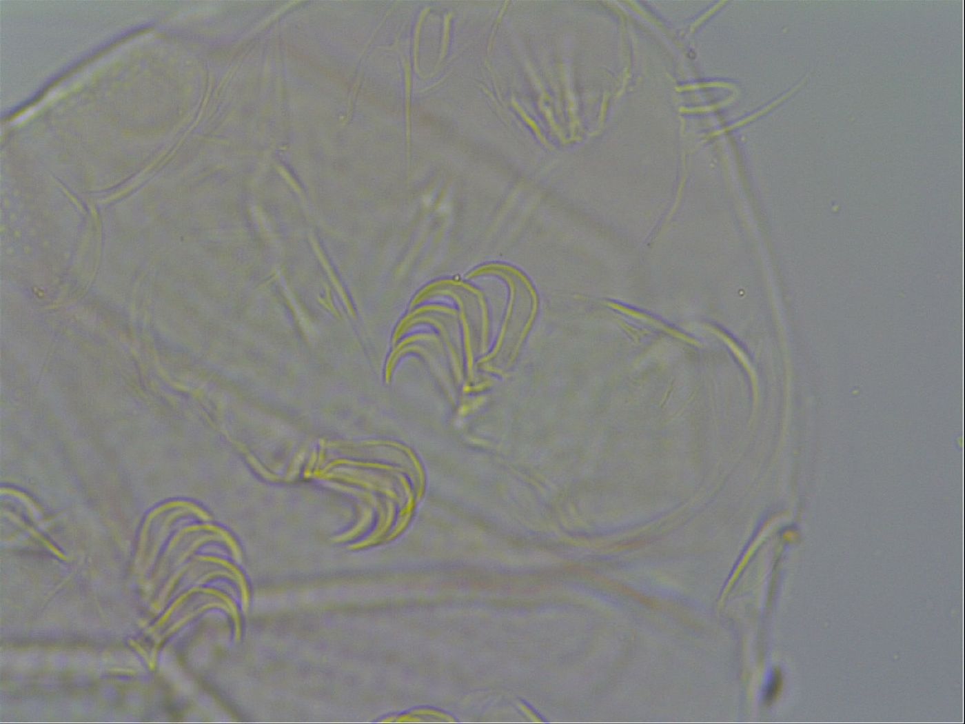 Echiniscus testudo image
