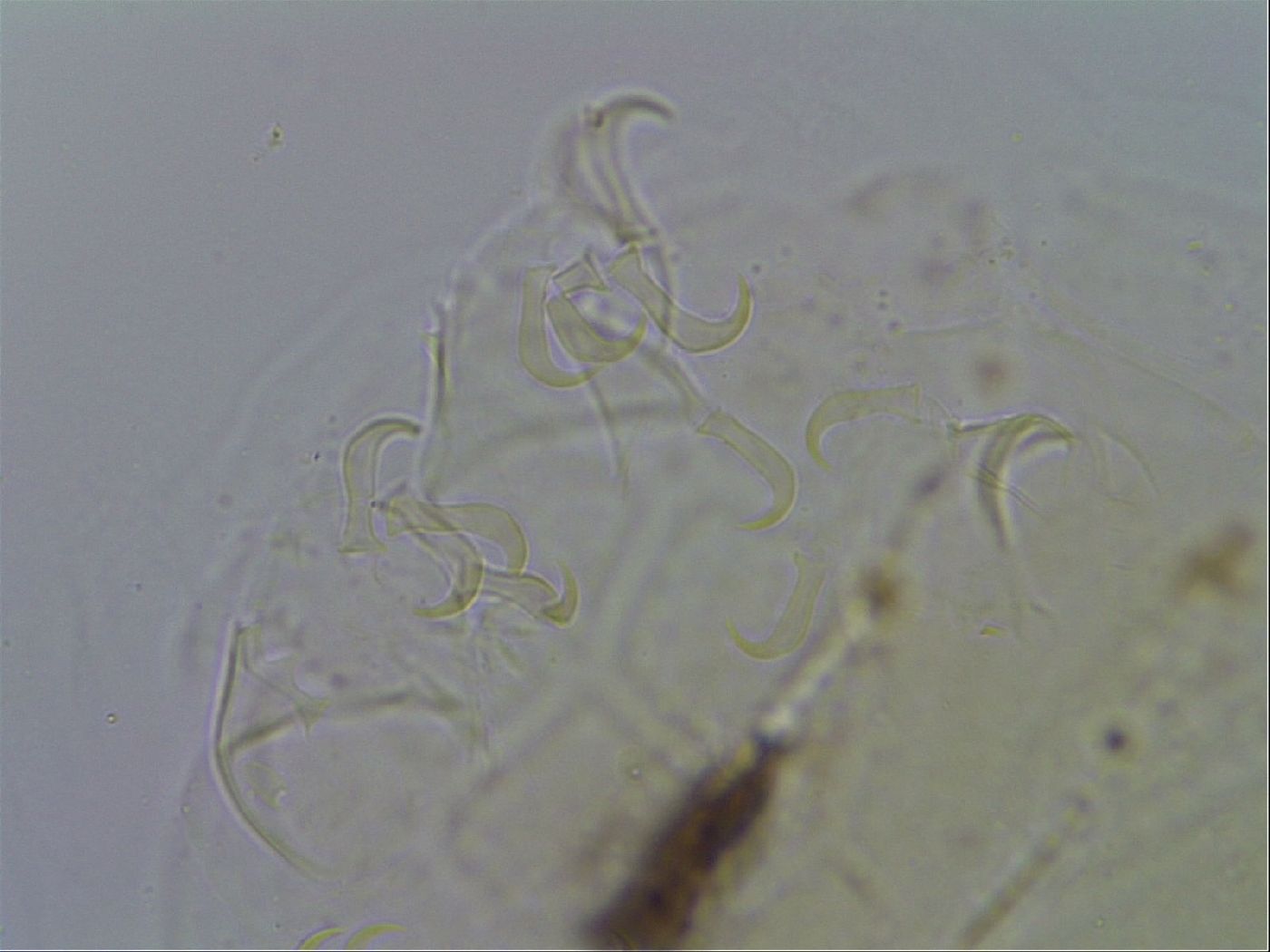 Echiniscus testudo image