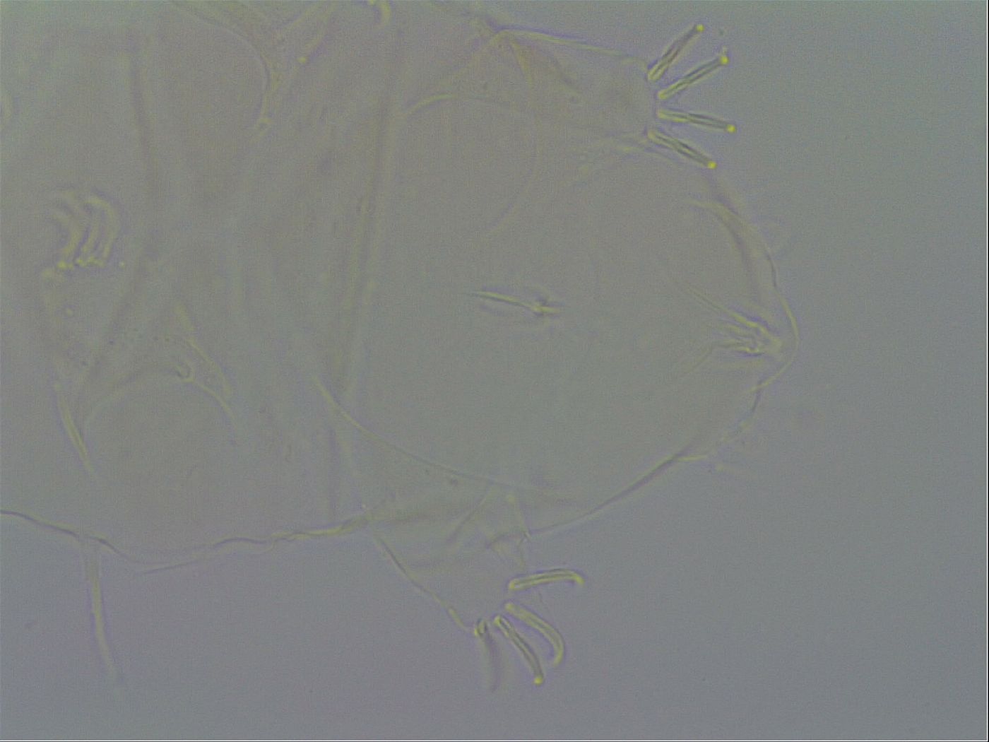 Echiniscus duboisi image