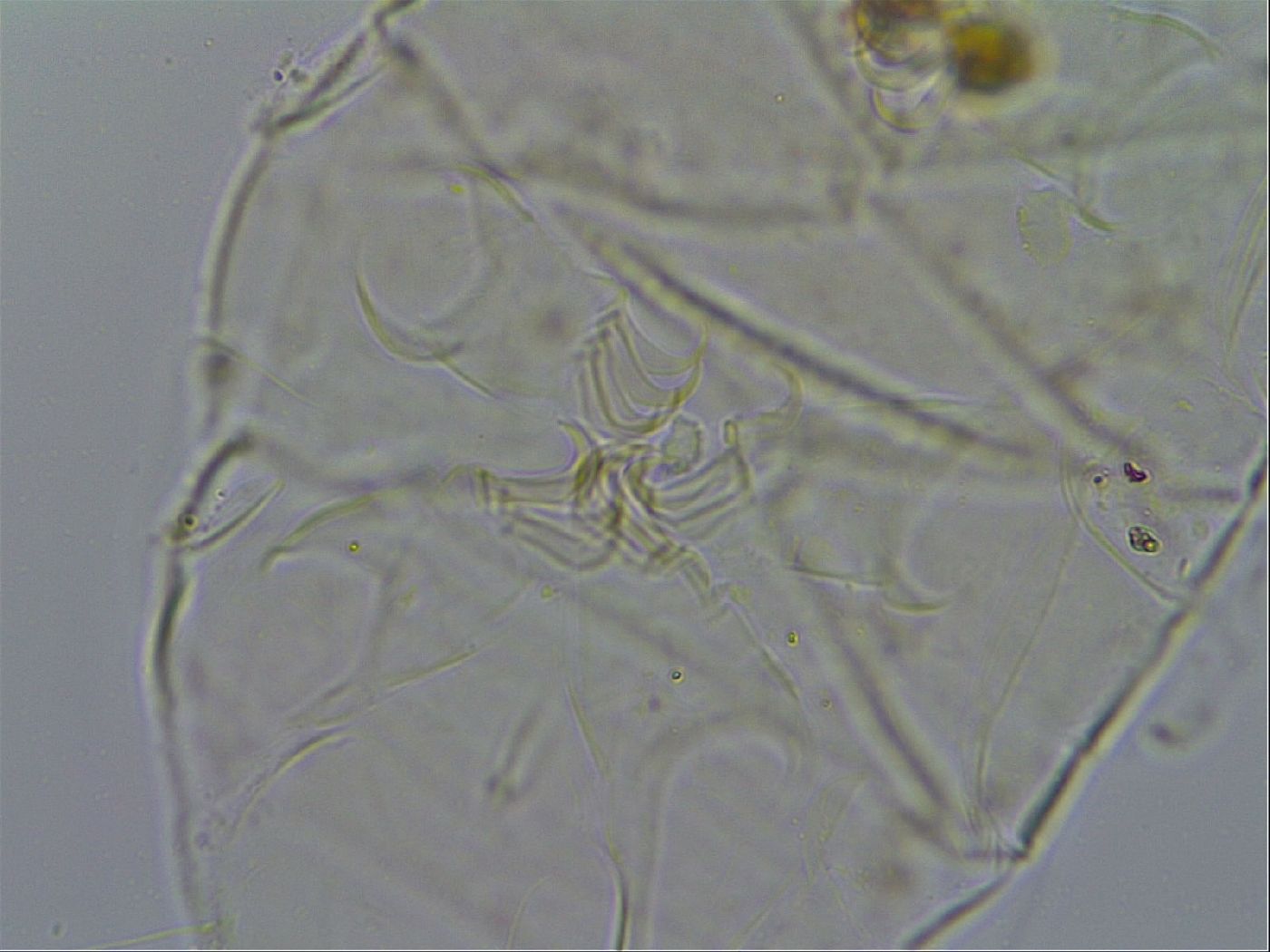 Echiniscus testudo image