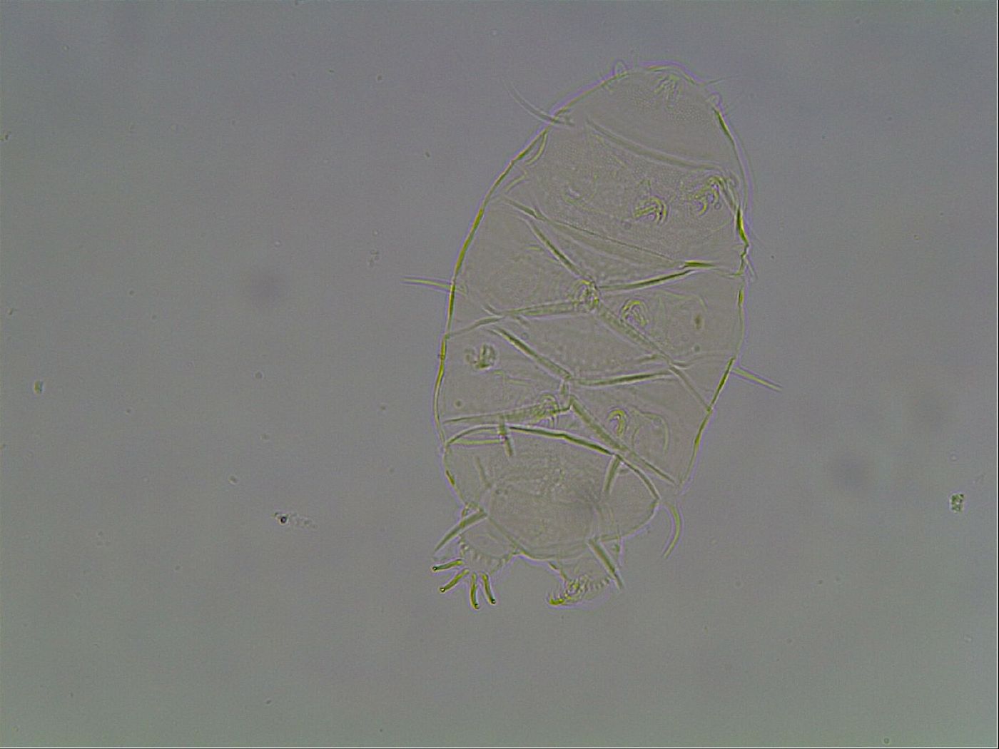 Echiniscus spiniger image