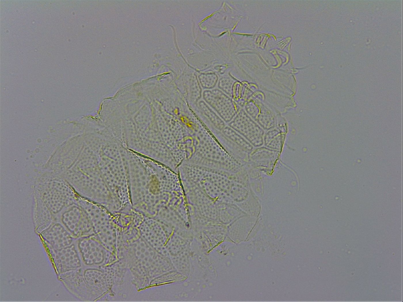Echiniscus testudo image