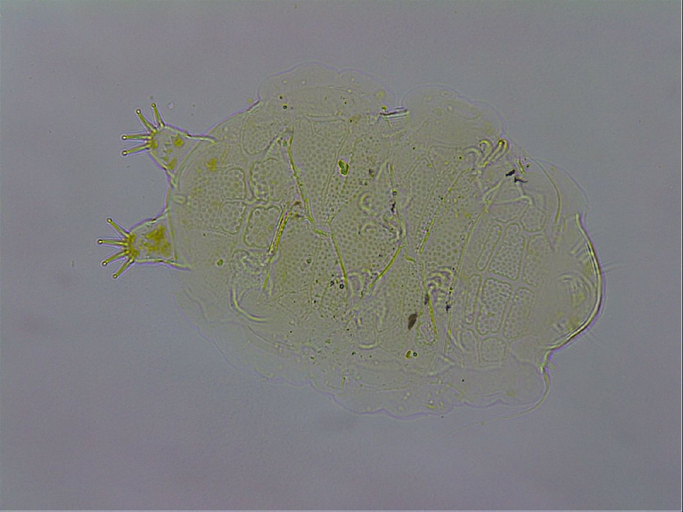 Echiniscus testudo image