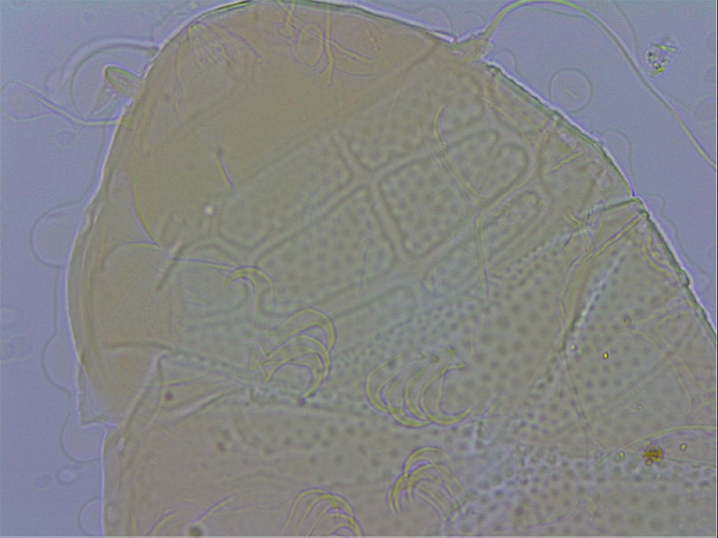 Echiniscus testudo image