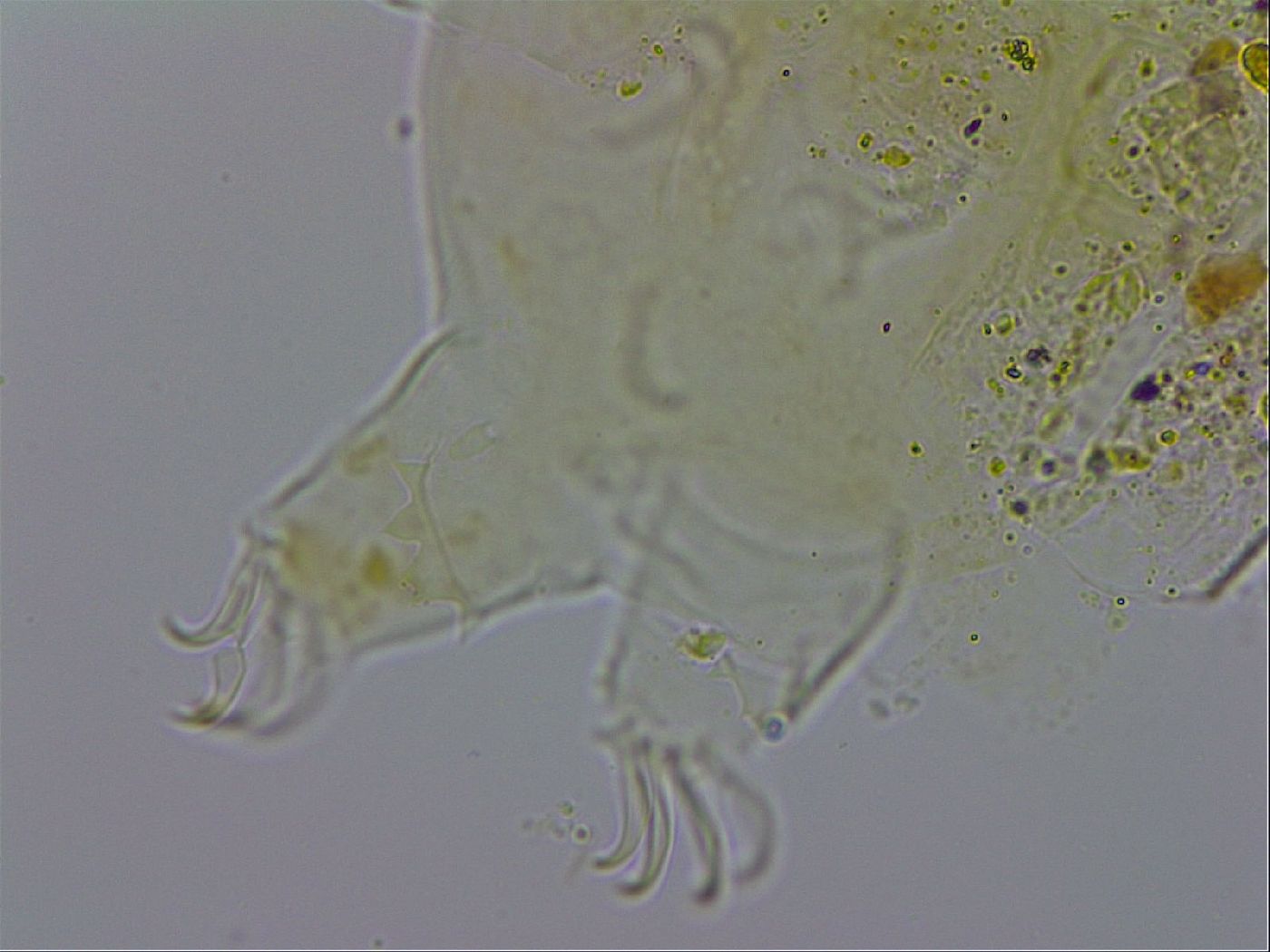 Echiniscus testudo image