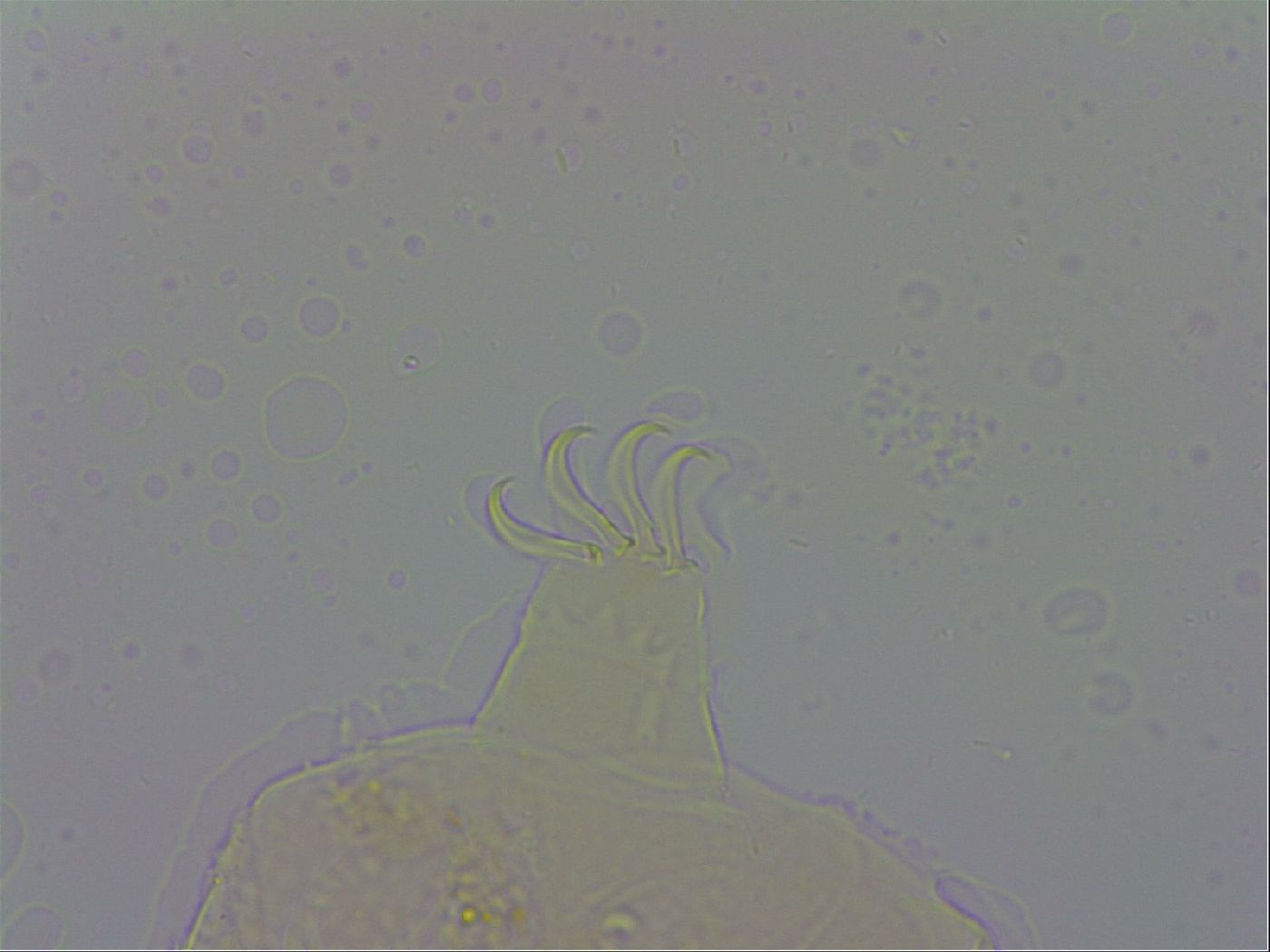 Echiniscus testudo image