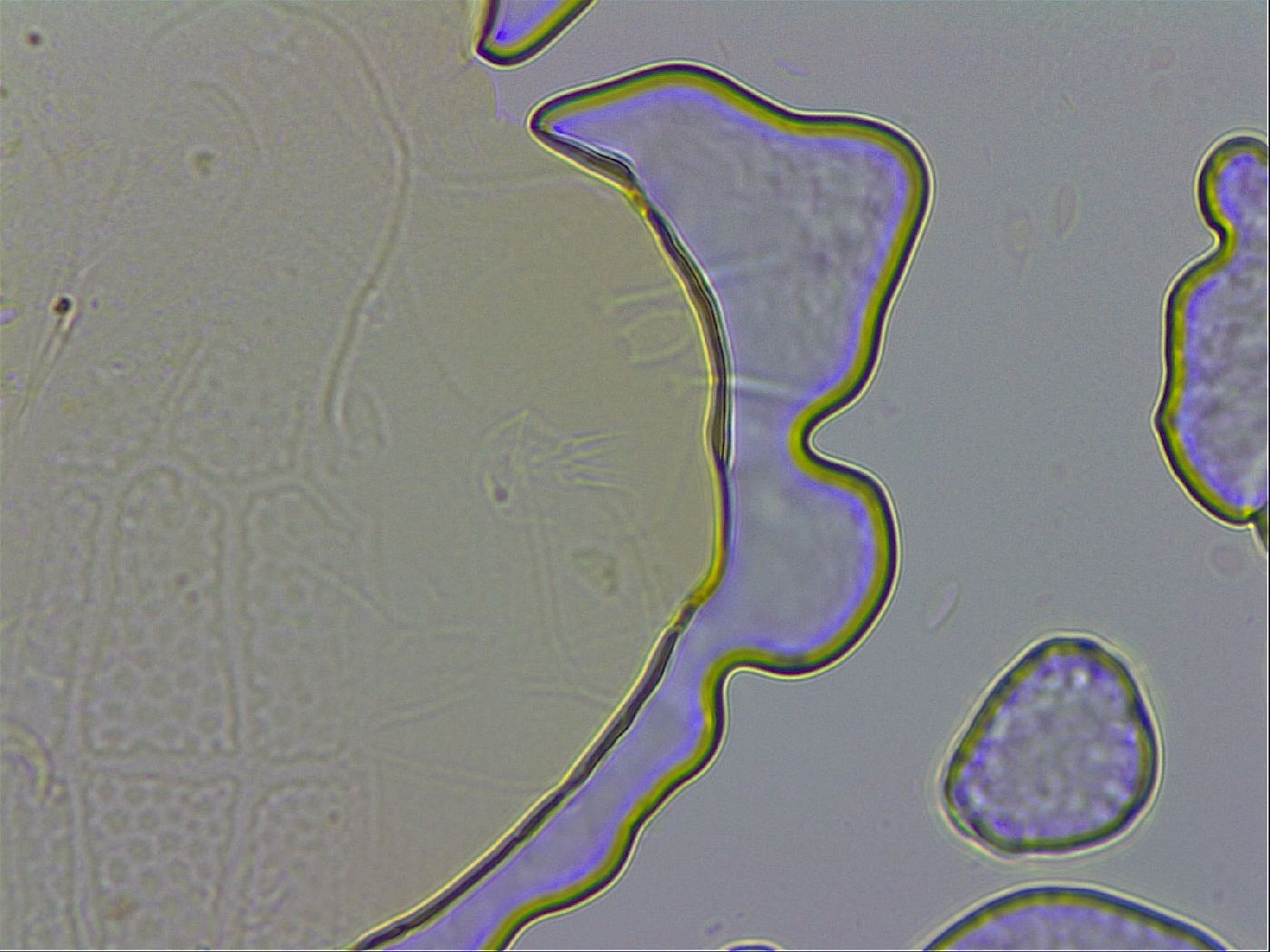 Echiniscus testudo image