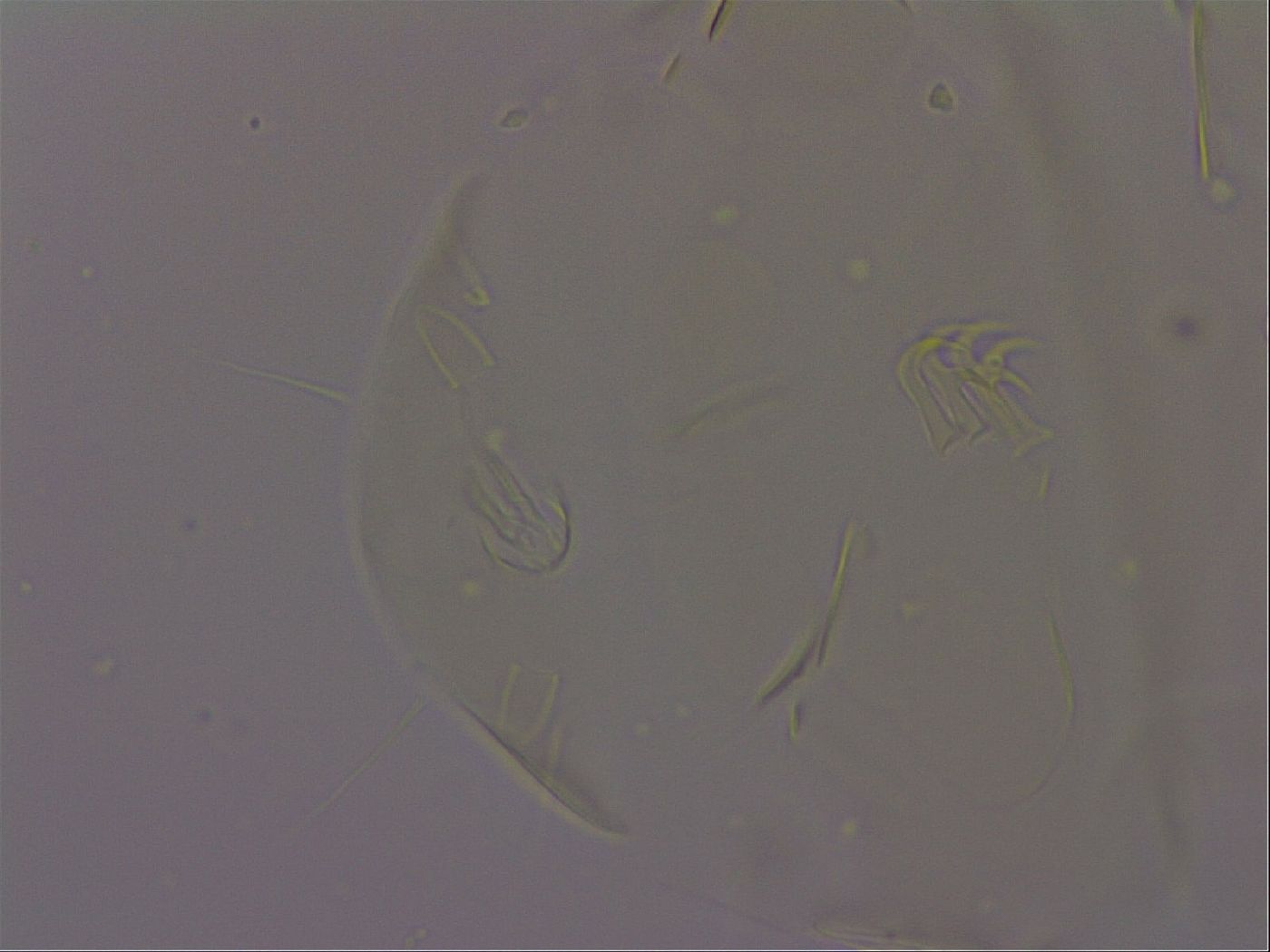 Echiniscus militaris image