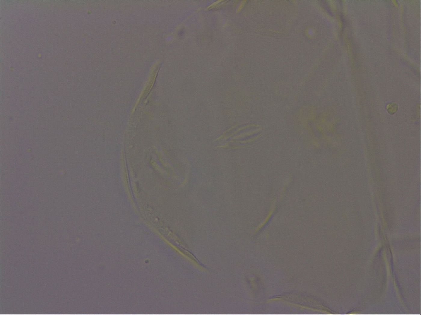 Echiniscus militaris image