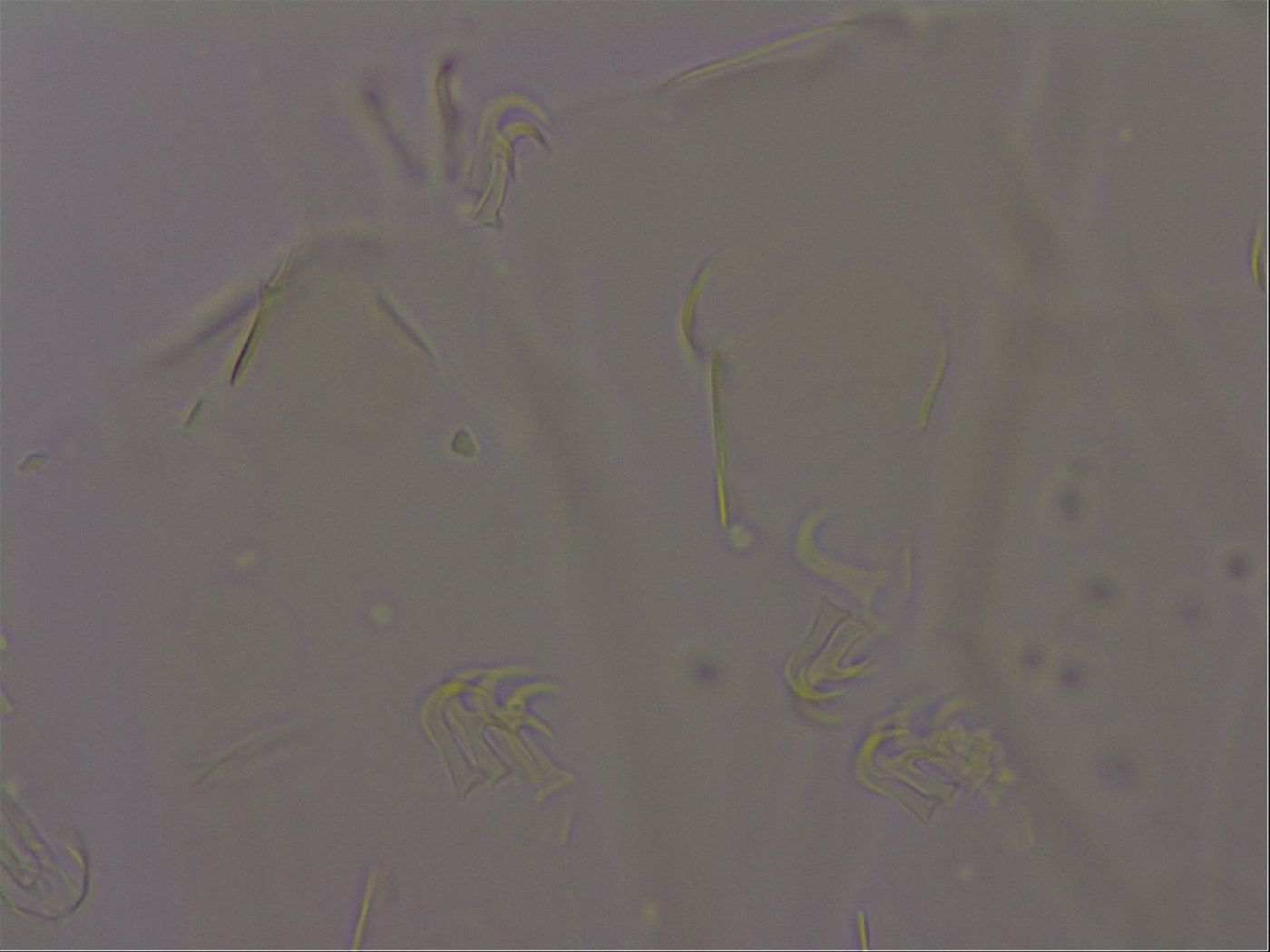 Echiniscus militaris image