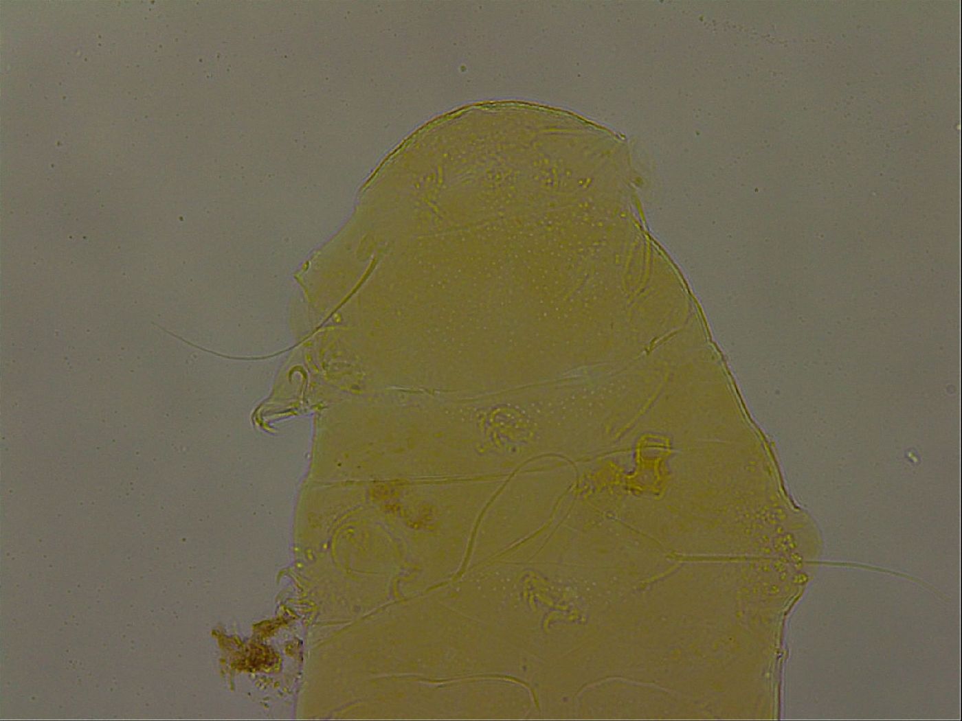 Echiniscus porabrus image