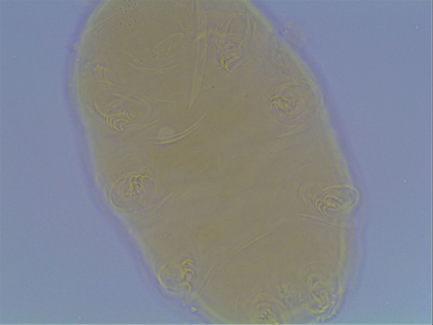 Echiniscus cavagnaroi image