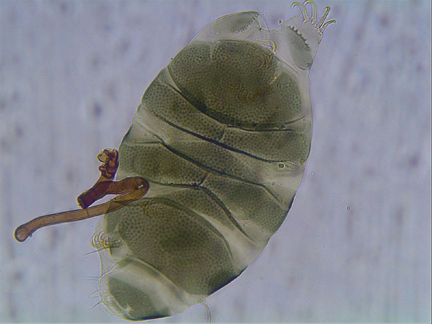 Echiniscus viridis image