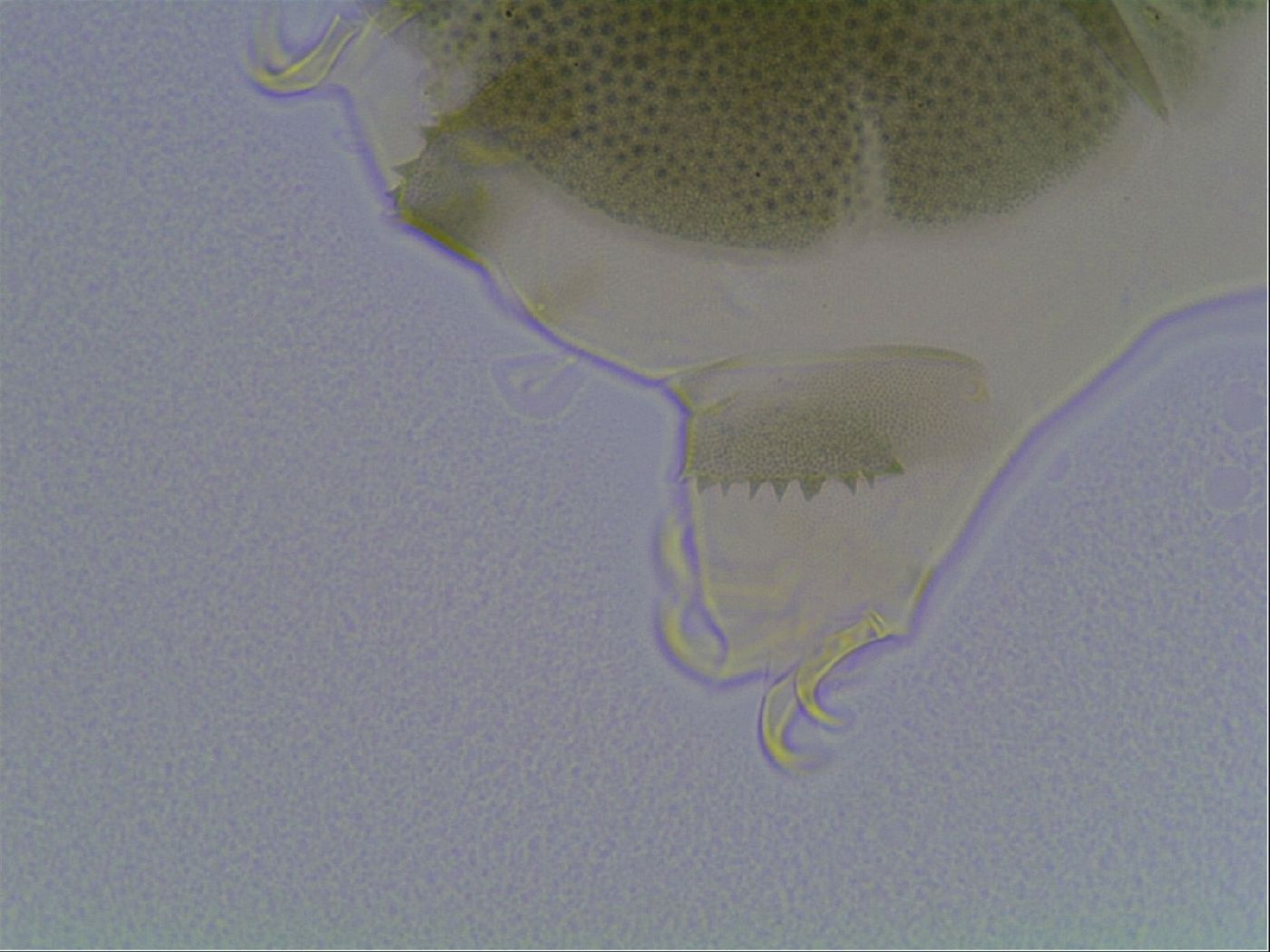 Echiniscus viridis image