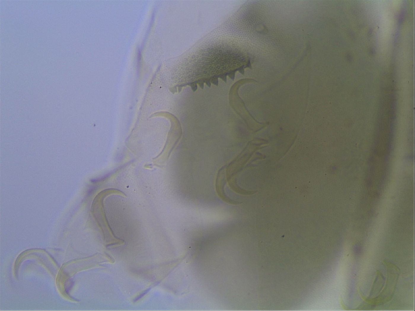 Echiniscus viridis image