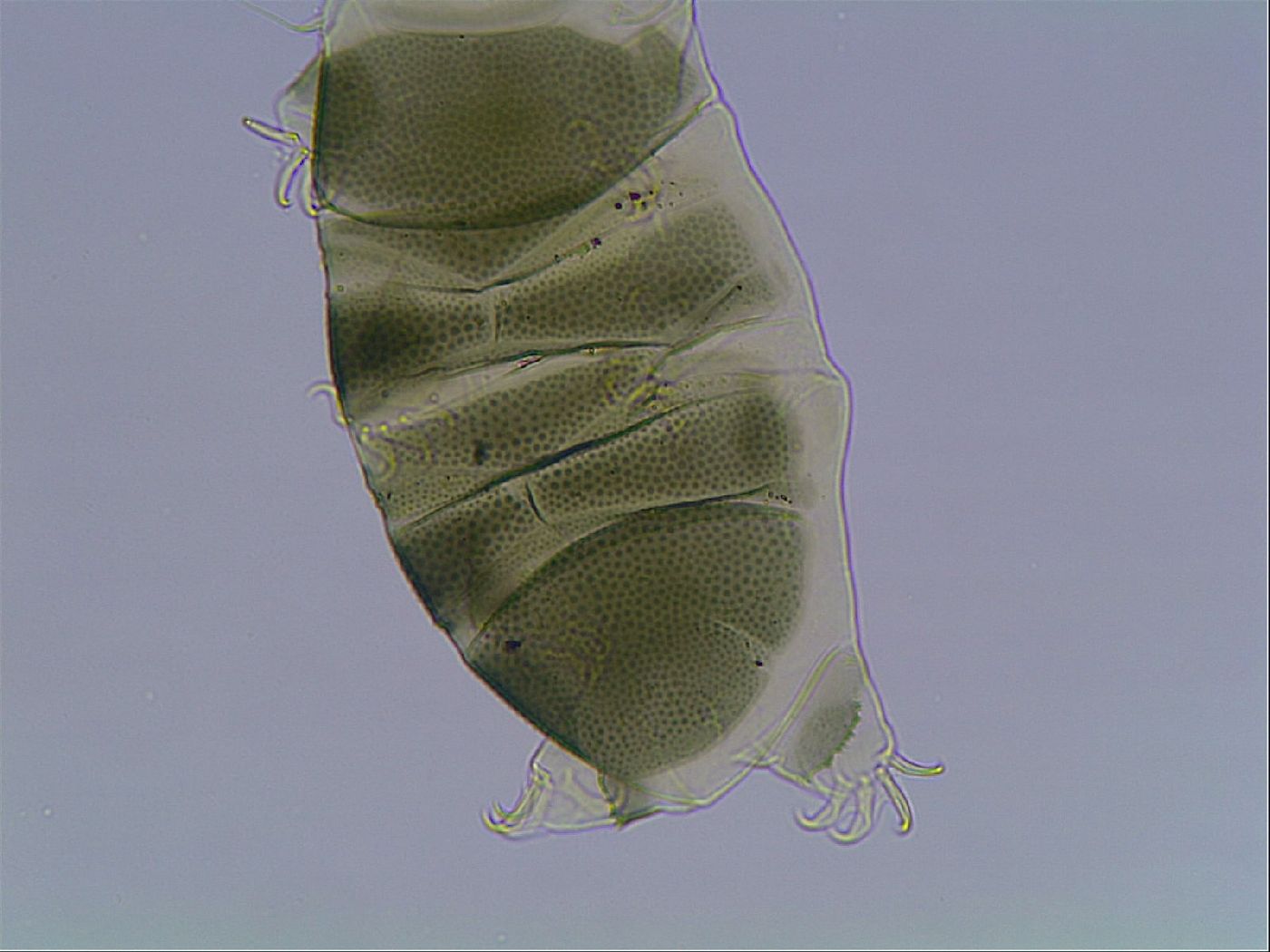 Echiniscus viridis image