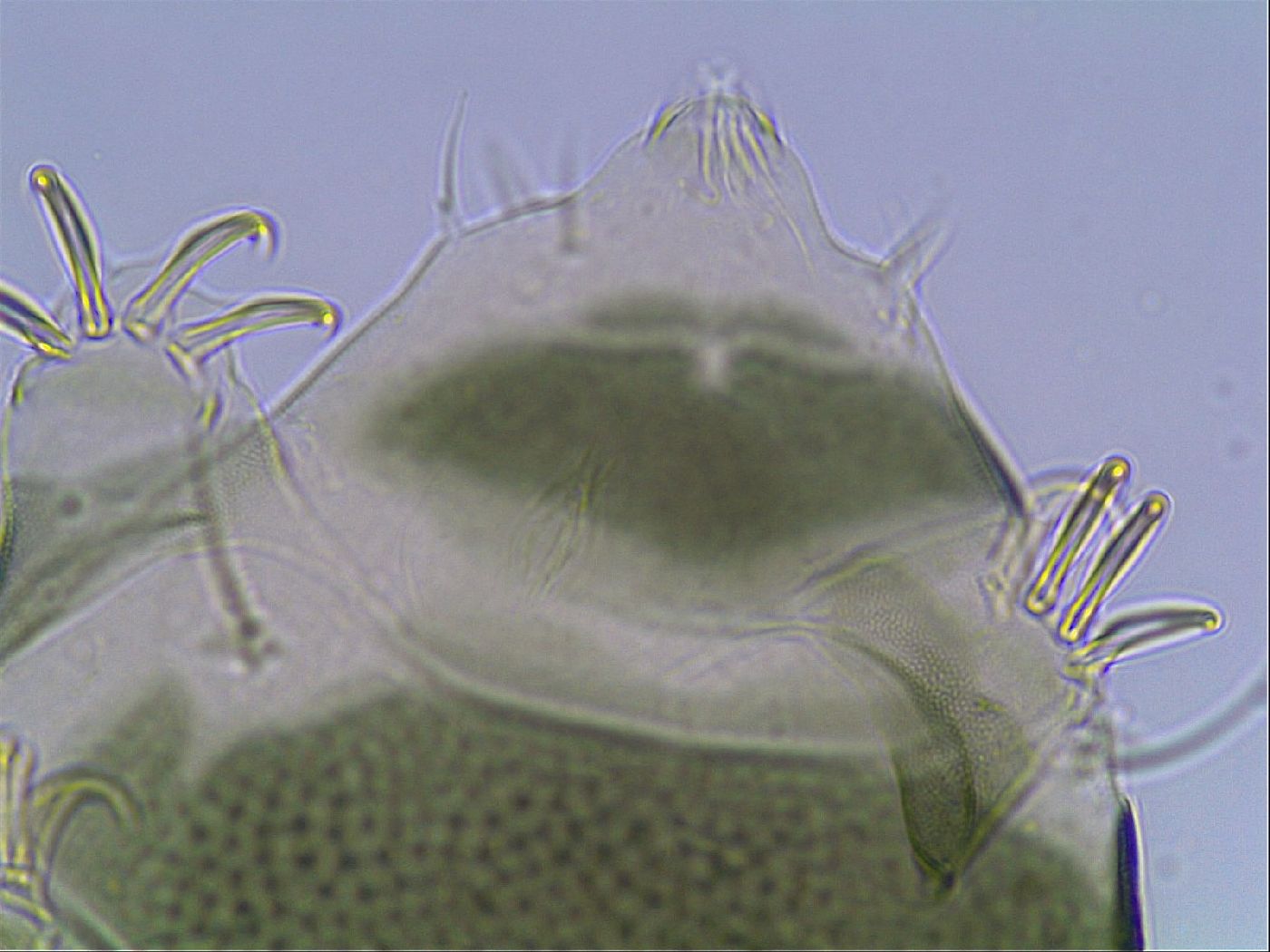 Echiniscus viridis image