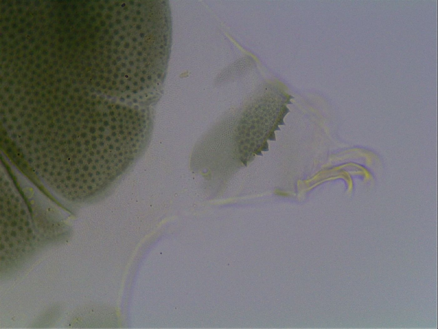 Echiniscus viridis image
