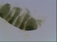 Echiniscus viridis image