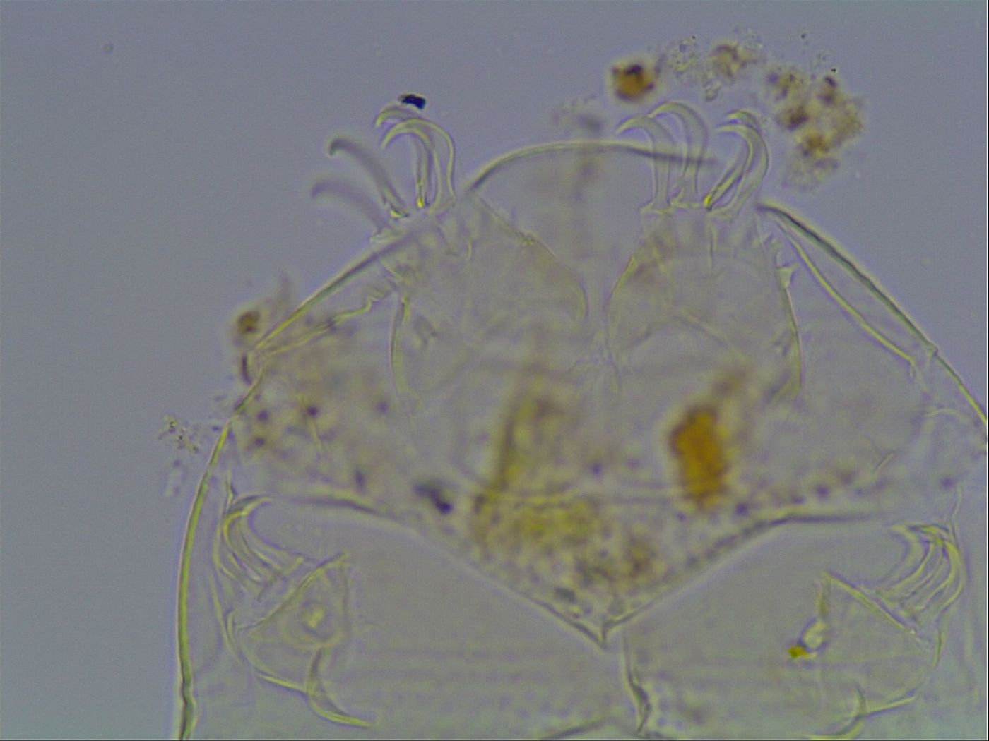 Echiniscus tessellatus image
