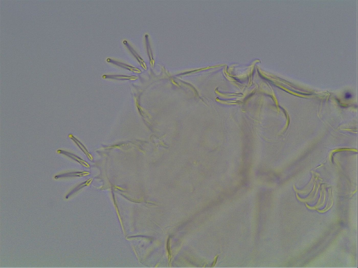 Echiniscus tessellatus image