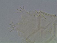 Echiniscus tessellatus image
