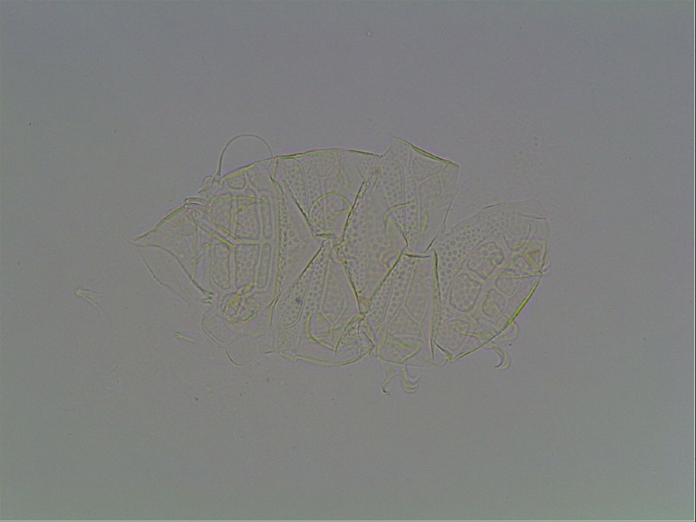 Echiniscus tessellatus image