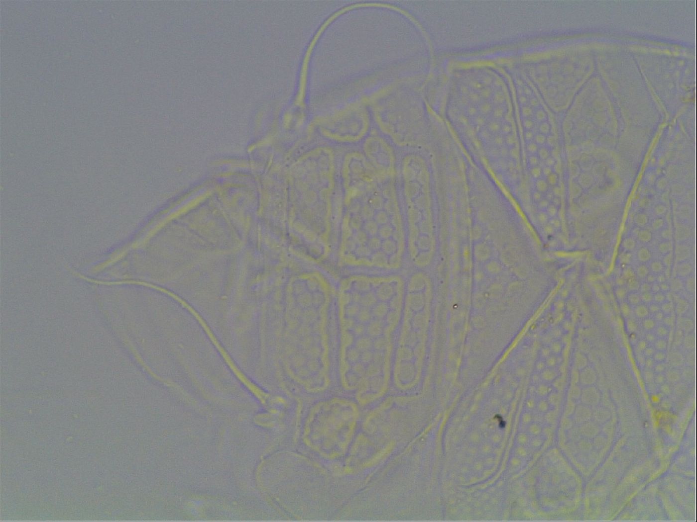 Echiniscus tessellatus image