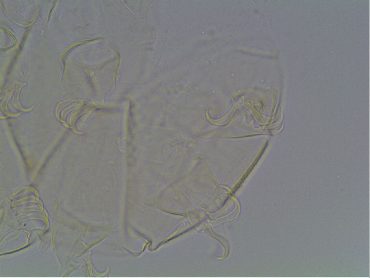 Echiniscus tessellatus image