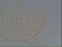 Echiniscus tessellatus image