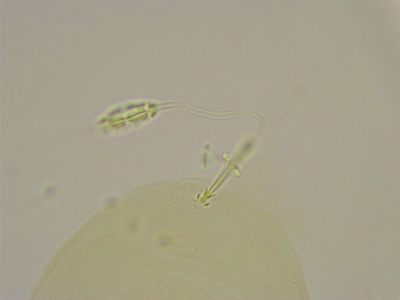 Pilatobius iltisi image