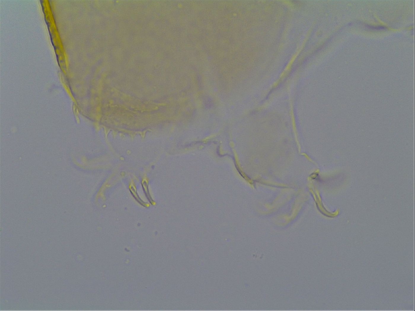 Echiniscus cavagnaroi image