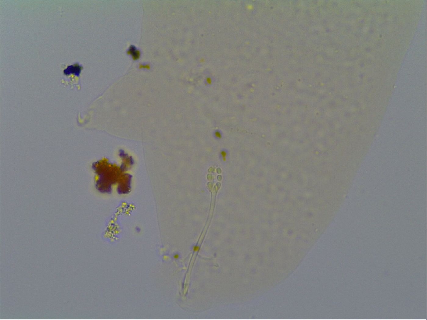 Minilentus dubius image