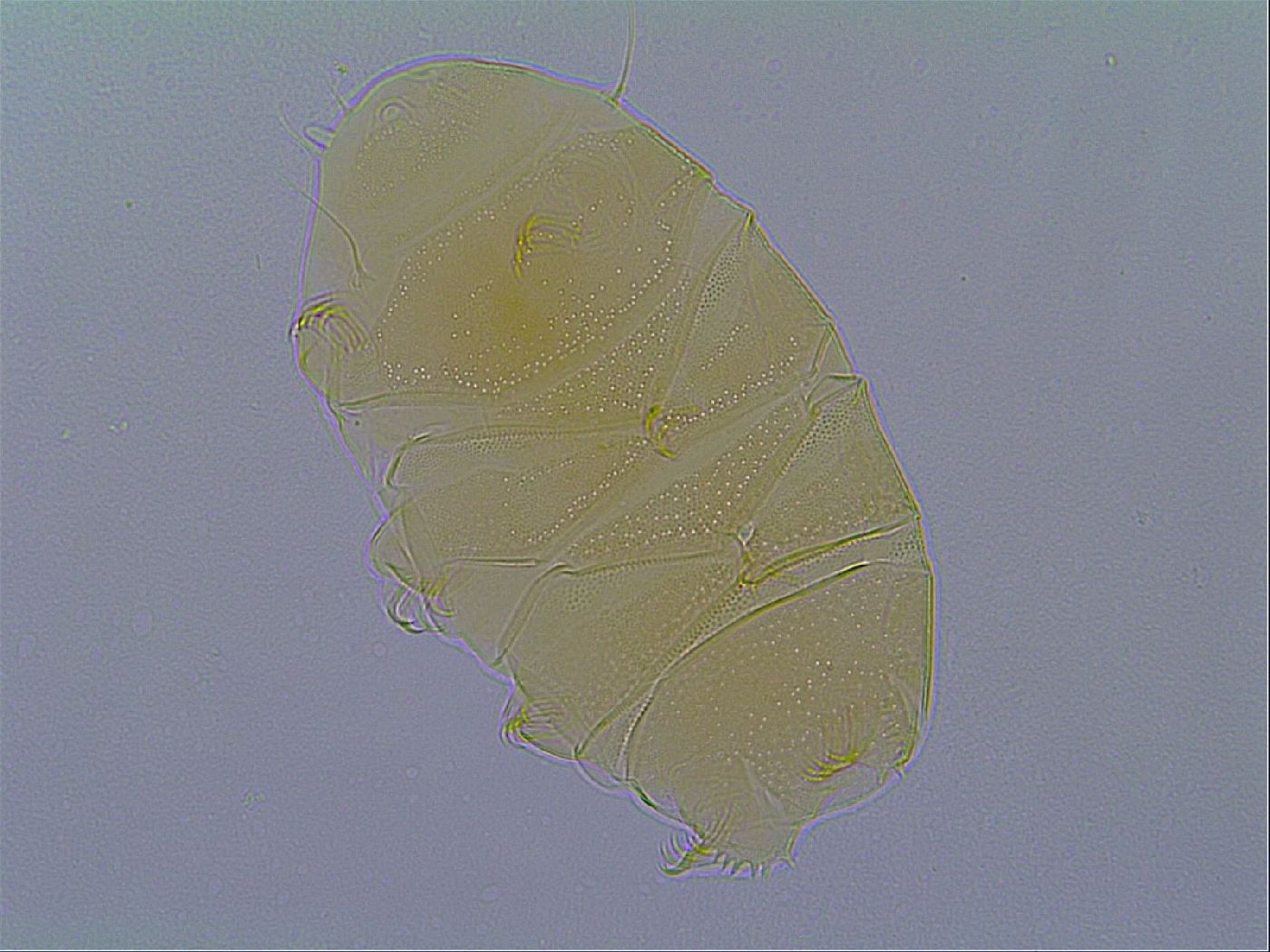 Echiniscus marginoporus image