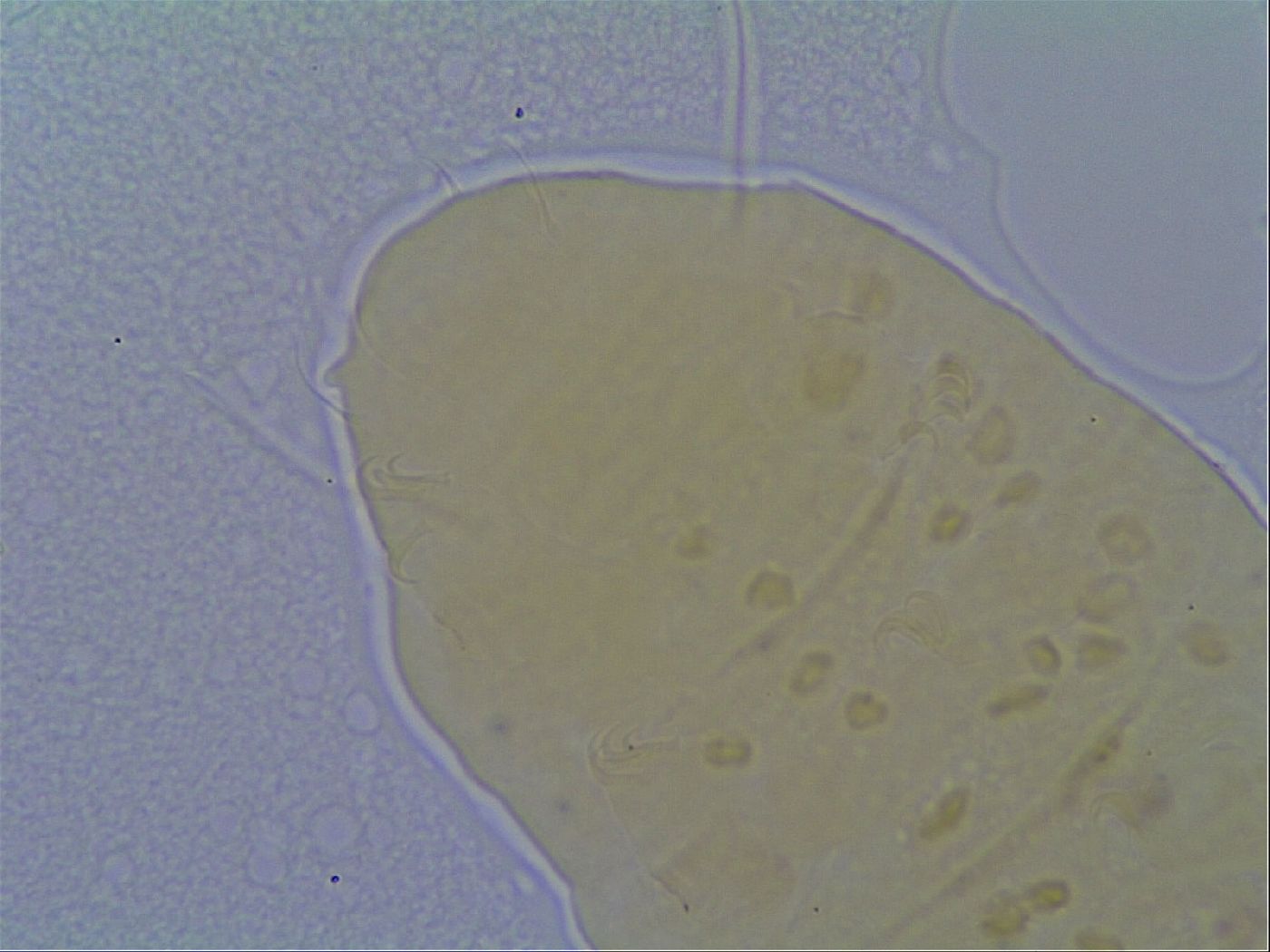 Bryodelphax crossotus image