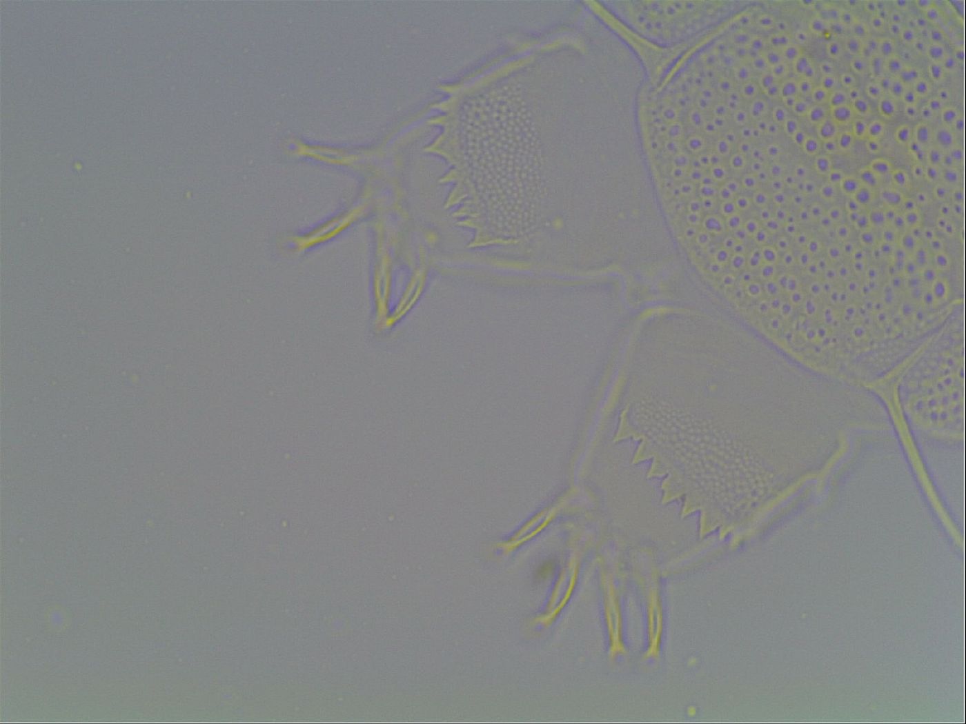 Diploechiniscus oihonnae image