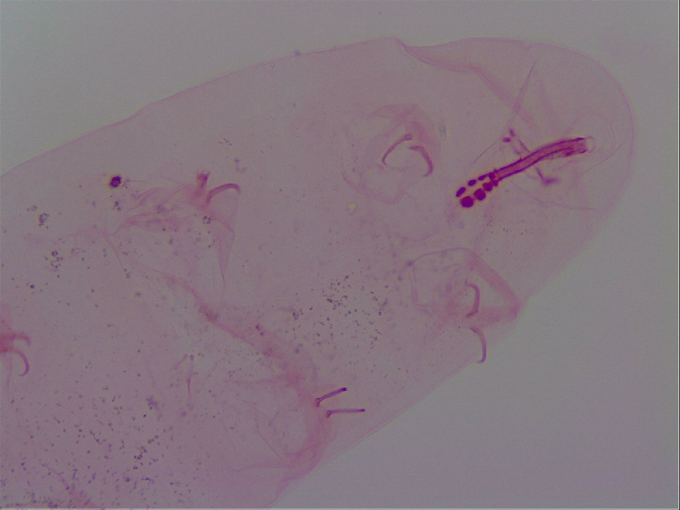 Haplomacrobiotus hermosillensis image