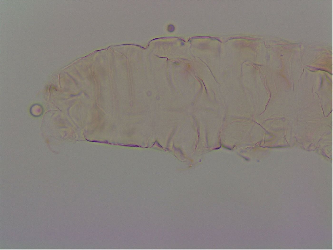 Haplomacrobiotus image