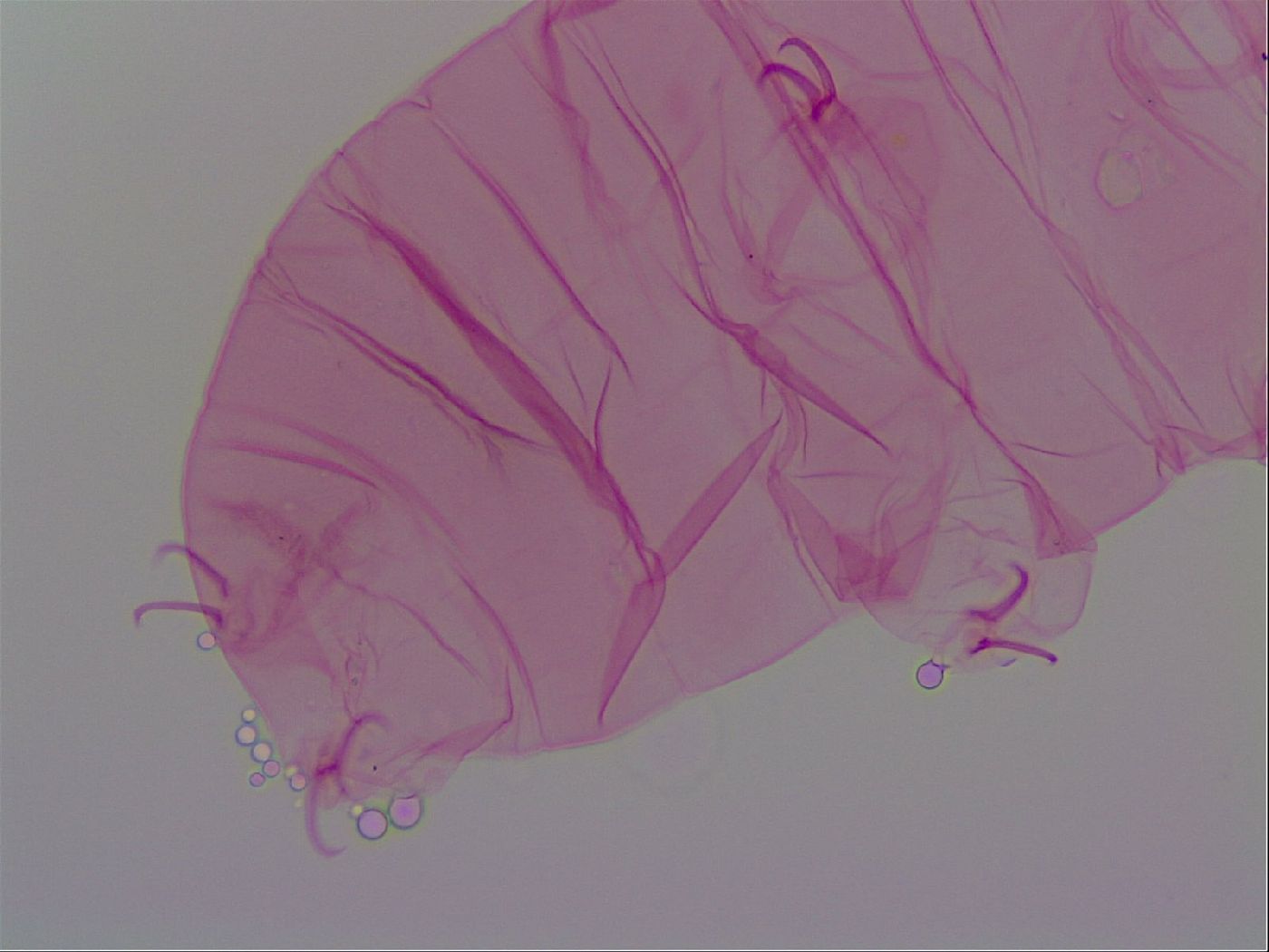 Haplomacrobiotus hermosillensis image